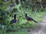 Day04 - 42 * Male and Female Bare-faced Curassow